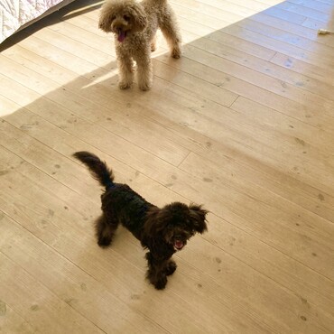 ロイス君とシトロン君　仲良く暮らそうね☺️