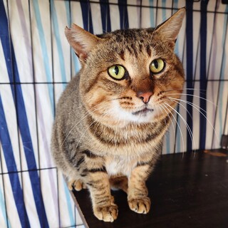 【2/15月島】顔もちもち✶甘えたがりのびびりさん