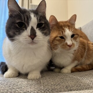 【4/5三田】愛くるしさ全開★来客もへっちゃら