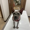 パッチリお目目の懐っこいスフィンクス君