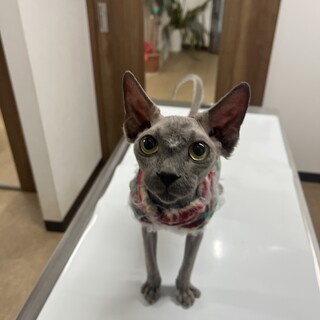 パッチリお目目の懐っこいスフィンクス君
