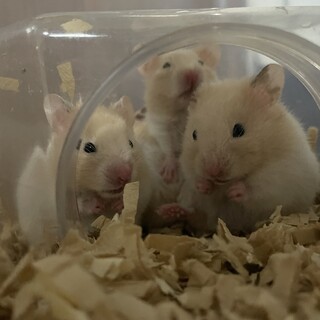 ゴールデンハムスター