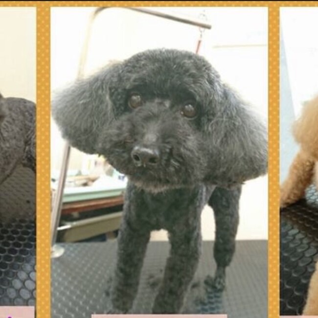 ハムネク3のカバー写真