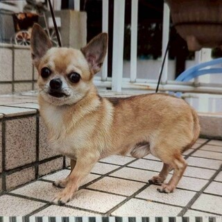 チワワスムースの男の子