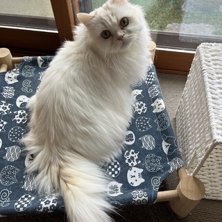 短足長毛クリームなミヌエット