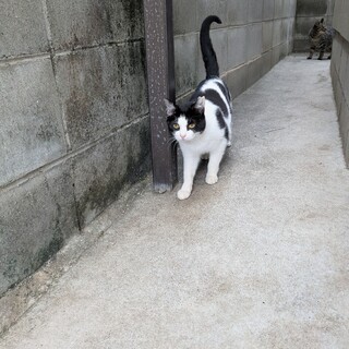 白黒パンダちゃん♥生後9ヶ月位♥不妊手術済女の子