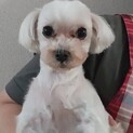 マルチーズの女の子