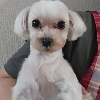 マルチーズの女の子
