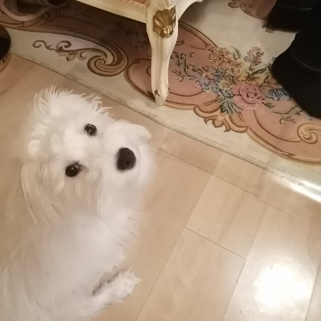 CHIN COCOのカバー写真