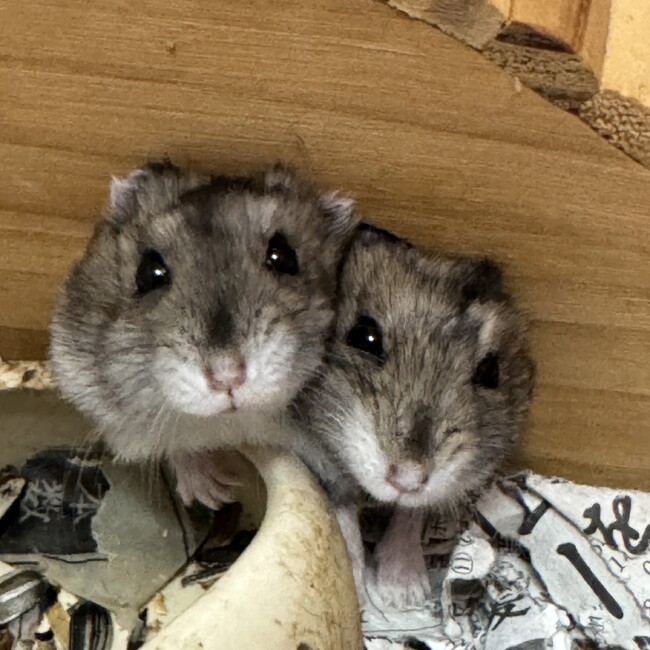 マミハムのカバー写真