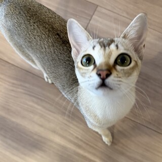 生涯大切に育ててくれる方●約8ヶ月のシンガプーラ