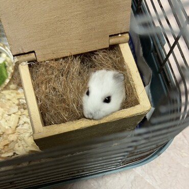 安くなってる子の保護活動