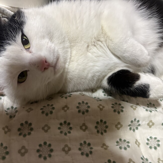 あっぽるんのカバー写真