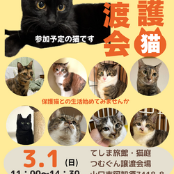 保護猫譲渡会クローバーの会