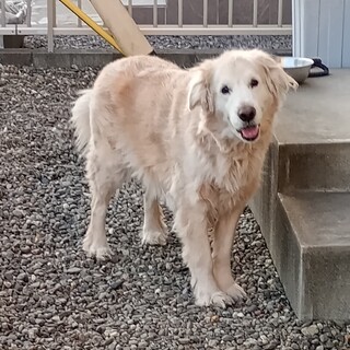 Τ���罸�Υ�����ǥ��ȥ�С���