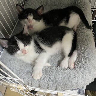 なかよしハチワレきょうだいです（男の子と女の子）