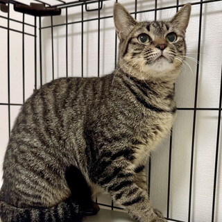 【4/5三田】猫と仲良し♪先住猫のお友達に