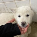 まだ子犬です❗️収容期限2/19迄❗️延長なし