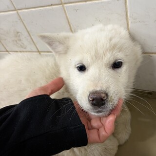 まだ子犬です❗️収容期限2/19迄❗️延長なし