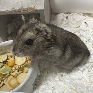 ジャンガリアンハムスター(男の子)