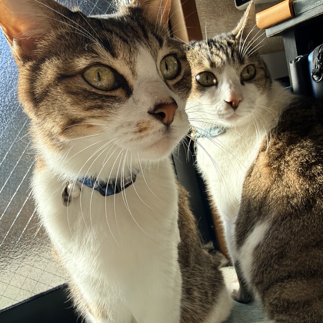 minaminnuのカバー写真