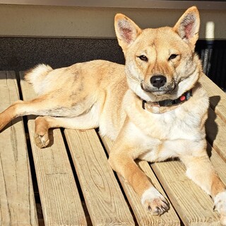 10kgくらいの柴MIX女の子です