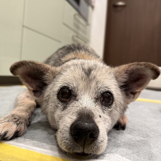 まんまるお目めの女の子ヒルガオちゃん