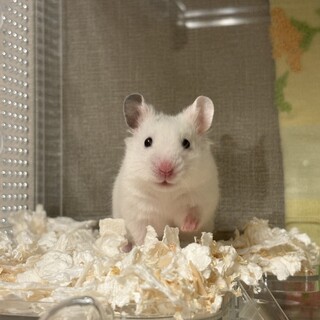 ダルメシアンハムスター里親募集