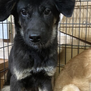 保健所からレスキュー！優しいレノンちゃん！