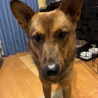 保健所からレスキュー！カッコいいトラス君！