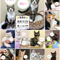 島忠ホームズ川崎大師店　譲渡会 サムネイル2