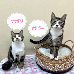 保護猫の里親会@川崎駅から約10分