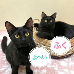 保護猫の里親会@川崎駅から約10分  