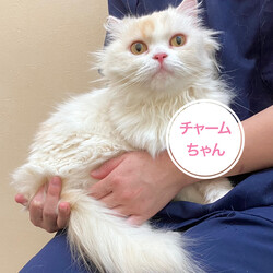 保護猫の里親会@川崎駅から約10分 