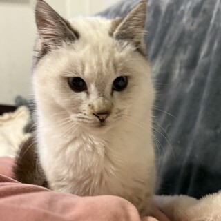 ※条件変更、18日以降に再掲載します。ヤコちゃん