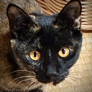 キジ白の女の子　クミ