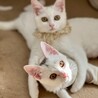 甘え方が胸きゅん、性格はなまるのアモーレ サムネイル4