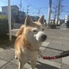 小柄な柴犬くん サムネイル5
