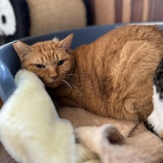 ちょっとシャイ　　みのりちゃん