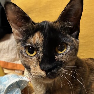 サビの女の子　チャミ