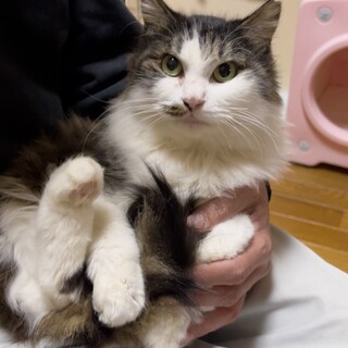 2/22譲渡会参加 キジ白の長毛女子　チョモ