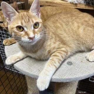 チュールが大好き　ちゅるこちゃん