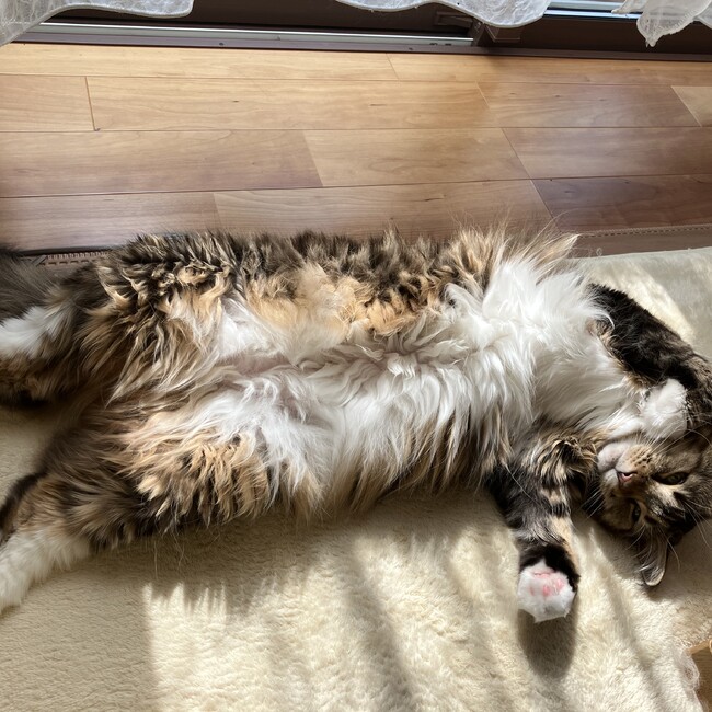 meowyのカバー写真