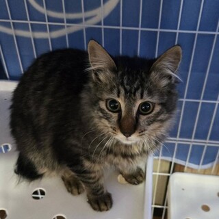 2/22譲渡会参加　キジの半長毛女の子　ナニ