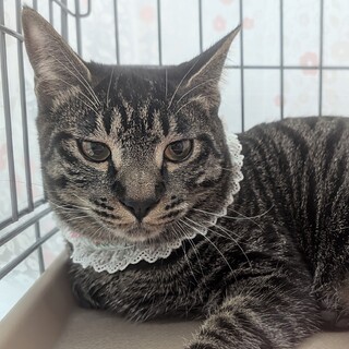 かっこいいトラ♡わーちゃん