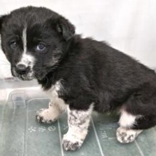 ※優先期間内にお迎え下さい　2月18日迄