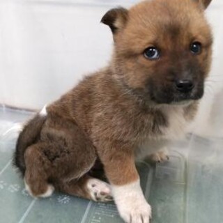 ※優先期間内にお迎え下さい　2月18日迄