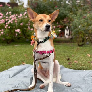 白×茶の綺麗な毛色♡大きなお耳のスフレ君