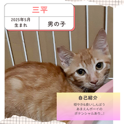 保護猫譲渡会@寝屋川市 サムネイル3