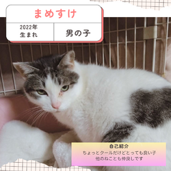 保護猫譲渡会@寝屋川市 サムネイル2